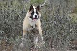 AKITA AMERICAIN 343